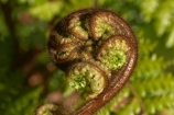 cyathea;fern;ferns;frond;fronds;green;icon;icons;koru;korus;N.Z.;native;nature;New-Zealand;NZ;plant;plants;ponga;pongas;punga;pungas;radiate;S.I.;SI;South-Is.;South-Island;symbol;symbols;tree-fern;tree-ferns