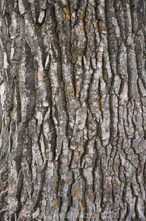 bark;N.Z.;New-Zealand;NZ;Otago;rough;S.I.;SI;South-Island;texture;Tree;tree-trunk;tree-trunks;trees;trunk;trunks