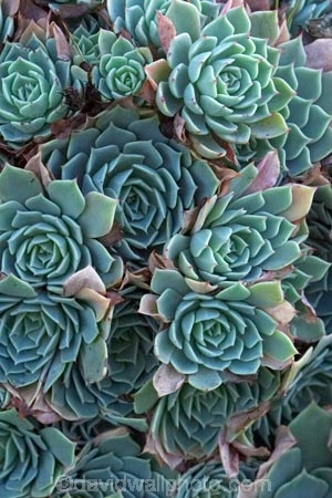 Echeveria;Echeveria-elegans;N.Z.;New-Zealand;NZ;pattern;patterns;plant;plants;S.I.;SI;South-Is.;South-Island;succulent;succulents