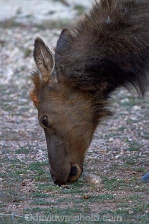 America;American-Southwest;animal;animals;Arizona;AZ;Cervus-elaphus;Elk;Gran-Cañón;Grand-Canyon;Grand-Canyon-National-Park;Grand-Canyon-South-Rim;mammal;mammals;Ongtupqa;South-Rim;South-Rim-Grand-Canyon;South-west-United-States;South-west-US;South-west-USA;South-western-United-States;South-western-US;South-western-USA;Southwest-United-States;Southwest-US;Southwest-USA;Southwestern-United-States;Southwestern-US;Southwestern-USA;States;Sth-Rim;The-Grand-Canyon;the-Southwest;Trailer-Village;U.S.A;UN-world-heritage-area;UN-world-heritage-site;UNESCO-World-Heritage-area;UNESCO-World-Heritage-Site;united-nations-world-heritage-area;united-nations-world-heritage-site;United-States;United-States-of-America;USA;Wapiti;Wapiti-Elk;Wi:kai:la;wildlife;world-heritage;world-heritage-area;world-heritage-areas;World-Heritage-Park;World-Heritage-site;World-Heritage-Sites