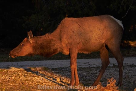 America;American-Southwest;animal;animals;Arizona;AZ;Cervus-elaphus;Elk;Gran-Cañón;Grand-Canyon;Grand-Canyon-National-Park;Grand-Canyon-South-Rim;mammal;mammals;Ongtupqa;South-Rim;South-Rim-Grand-Canyon;South-west-United-States;South-west-US;South-west-USA;South-western-United-States;South-western-US;South-western-USA;Southwest-United-States;Southwest-US;Southwest-USA;Southwestern-United-States;Southwestern-US;Southwestern-USA;States;Sth-Rim;The-Grand-Canyon;the-Southwest;Trailer-Village;U.S.A;UN-world-heritage-area;UN-world-heritage-site;UNESCO-World-Heritage-area;UNESCO-World-Heritage-Site;united-nations-world-heritage-area;united-nations-world-heritage-site;United-States;United-States-of-America;USA;Wapiti;Wapiti-Elk;Wi:kai:la;wildlife;world-heritage;world-heritage-area;world-heritage-areas;World-Heritage-Park;World-Heritage-site;World-Heritage-Sites