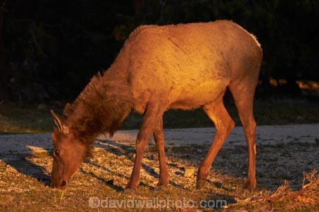 America;American-Southwest;animal;animals;Arizona;AZ;Cervus-elaphus;Elk;Gran-Cañón;Grand-Canyon;Grand-Canyon-National-Park;Grand-Canyon-South-Rim;mammal;mammals;Ongtupqa;South-Rim;South-Rim-Grand-Canyon;South-west-United-States;South-west-US;South-west-USA;South-western-United-States;South-western-US;South-western-USA;Southwest-United-States;Southwest-US;Southwest-USA;Southwestern-United-States;Southwestern-US;Southwestern-USA;States;Sth-Rim;The-Grand-Canyon;the-Southwest;Trailer-Village;U.S.A;UN-world-heritage-area;UN-world-heritage-site;UNESCO-World-Heritage-area;UNESCO-World-Heritage-Site;united-nations-world-heritage-area;united-nations-world-heritage-site;United-States;United-States-of-America;USA;Wapiti;Wapiti-Elk;Wi:kai:la;wildlife;world-heritage;world-heritage-area;world-heritage-areas;World-Heritage-Park;World-Heritage-site;World-Heritage-Sites