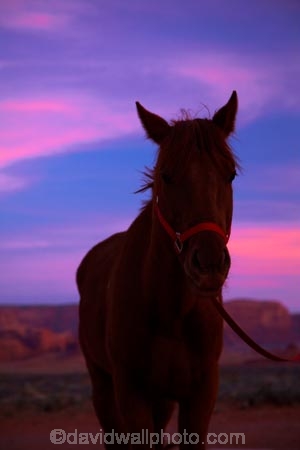 America;American-Southwest;Arizona;AZ;Colorado-Plateau;Colorado-Plateau-Province;dusk;equestrian;evening;horse;horses;Monument-Valley;Monument-Valley-Navajo-Tribal-Park;Navajo-Indian-Reservation;Navajo-Nation;Navajo-Nation-Reservation;Navajo-Reservation;night;night_time;nightfall;Oljato;Oljato-Monument-Valley;Oljato_Monument-Valley;South-west-United-States;South-west-US;South-west-USA;South-western-United-States;South-western-US;South-western-USA;Southwest-United-States;Southwest-US;Southwest-USA;Southwestern-United-States;Southwestern-US;Southwestern-USA;States;sunset;sunsets;the-Southwest;TsÃ©-Bii-Ndzisgaii;twilight;U.S.A;United-States;United-States-of-America;USA;UT;Utah;valley-of-the-rocks