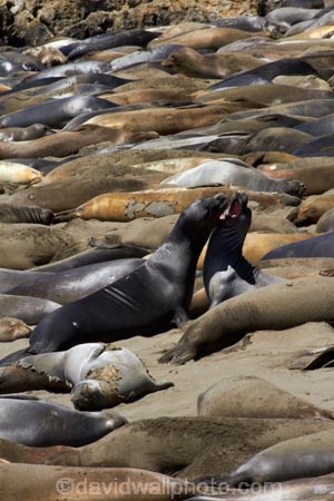 America;American;animal;animals;Big-Sur;CA;California;California-1;California-Central-Coast;California-State-Route-1;Central-Coast;coast;coastal;coasts;crowd;crowded;crowds;elephant-seal;Elephant-seal-colony;elephant-seals;fight;fighting;mammal;mammals;marine-mammal;marine-mammals;Mirounga-angustirostris;Northern-Elephant-Seal;Pacific-Coast-Highway;Pacific-Coast-Road;Piedras-Blancas;Piedras-Blancas-elephant-seal-rookery;Piedras-Blancas-rookery;Point-Piedras-Blancas;rookeries;rookery;San-Simeon;seal;Seal-colony;Seal-rookery;seals;States;The-Big-Sur;The-Central-Coast;U.S.A;United-States;United-States-of-America;USA;West-Coast;West-United-States;West-US;West-USA;Western-United-States;Western-US;Western-USA;wildlife