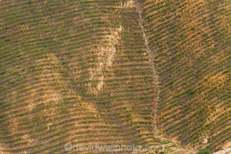 aerial;aerial-image;aerial-images;aerial-photo;aerial-photograph;aerial-photographs;aerial-photography;aerial-photos;aerial-view;aerial-views;aerials;agricultural;agriculture;America;CA;California;country;countryside;crop;crops;cultivation;farm;farming;farmland;farms;field;fields;grape;grapes;grapevine;Hollywood;Hollywood-Classic-Vineyard;Hollywood-Hills;horticulture;L.A.;LA;Los-Angeles;row;rows;rural;Santa-Monica-Hills;Santa-Monica-Mountains;States;terrace;terraces;U.S.A;United-States;United-States-of-America;USA;vine;vines;Vineyard;vineyards;vintage;West-Coast;West-United-States;West-US;West-USA;Western-United-States;Western-US;Western-USA;wine;wineries;winery;wines