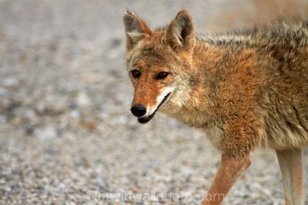 8281;america;american;American-jackal;American-jackals;badwater;Badwater-Basin;basin;brush-wolf;brush-wolves;CA;california;Canid;Canidae;Canids;canis;Canis-latrans;Carnivora;carnivore;carnivores;Close-up;Closeup;close_up;coyote;coyotes;death;Death-Valley;Death-Valley-N.P.;Death-Valley-National-Park;desert;Great-Basin;International-Biosphere-Reserve;latrans;Mammal;Mammals;mojave;Mojave-Desert;national;national-park;National-parks;omnivore;omnivores;park;Portrait;portraits;prairie-wolf;prairie-wolves;predator;predators;states;The-Great-Basin;U.S.A;United-States;United-States-of-America;usa;valley;west-coast;West-United-States;West-US;West-USA;Western-United-States;Western-US;Western-USA;wilderness-area;Wildlife