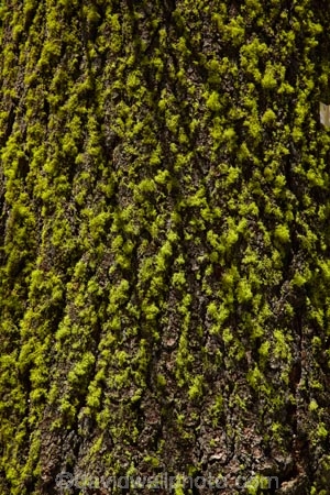 America;American;bark;CA;California;conifer;coniferous-tree;coniferous-trees;conifers;Crane-Flat;forest;forested;forests;giant-redwood;giant-sequoia;giant-sequoia-grove;giant-sequoia-groves;giant-sequoias;lichen;lichens;national-park;national-parks;redwoods;sequoia;sequoia-grove;sequoia-groves;Sequoiadendron;Sequoiadendron-giganteum;sequoias;Sierra-Nevada;Sierra-Nevada-foothills;Sierra-redwood;Sierran-redwood;States;timber;tree;tree-bark;tree-trunk;tree-trunks;trees;truck;trunks;Tuolumne-Grove;Tuolumne-Sequoia-Grove;U.S.A;UN-world-heritage-area;UN-world-heritage-site;UNESCO-World-Heritage-area;UNESCO-World-Heritage-Site;united-nations-world-heritage-area;united-nations-world-heritage-site;United-States;United-States-of-America;USA;Wellingtonia;West-Coast;West-United-States;West-US;West-USA;Western-United-States;Western-US;Western-USA;wood;woods;world-heritage;world-heritage-area;world-heritage-areas;World-Heritage-Park;World-Heritage-site;World-Heritage-Sites;Yosemite;Yosemite-N.P.;Yosemite-Nat-Pk;Yosemite-National-Park;Yosemite-NP