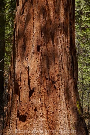 America;American;bark;CA;California;conifer;coniferous-tree;coniferous-trees;conifers;Crane-Flat;forest;forested;forests;giant-redwood;giant-sequoia;giant-sequoia-grove;giant-sequoia-groves;giant-sequoias;national-park;national-parks;redwoods;sequoia;sequoia-grove;sequoia-groves;Sequoiadendron;Sequoiadendron-giganteum;sequoias;Sierra-Nevada;Sierra-Nevada-foothills;Sierra-redwood;Sierran-redwood;States;timber;tree;tree-trunk;tree-trunks;trees;truck;trunks;Tuolumne-Grove;Tuolumne-Sequoia-Grove;U.S.A;UN-world-heritage-area;UN-world-heritage-site;UNESCO-World-Heritage-area;UNESCO-World-Heritage-Site;united-nations-world-heritage-area;united-nations-world-heritage-site;United-States;United-States-of-America;USA;Wellingtonia;West-Coast;West-United-States;West-US;West-USA;Western-United-States;Western-US;Western-USA;wood;woods;world-heritage;world-heritage-area;world-heritage-areas;World-Heritage-Park;World-Heritage-site;World-Heritage-Sites;Yosemite;Yosemite-N.P.;Yosemite-Nat-Pk;Yosemite-National-Park;Yosemite-NP