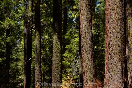 America;American;bark;CA;California;conifer;coniferous-tree;coniferous-trees;conifers;Crane-Flat;forest;forested;forests;giant-redwood;giant-sequoia;giant-sequoia-grove;giant-sequoia-groves;giant-sequoias;national-park;national-parks;redwoods;sequoia;sequoia-grove;sequoia-groves;Sequoiadendron;Sequoiadendron-giganteum;sequoias;Sierra-Nevada;Sierra-Nevada-foothills;Sierra-redwood;Sierran-redwood;States;timber;tree;tree-trunk;tree-trunks;trees;truck;trunks;Tuolumne-Grove;Tuolumne-Sequoia-Grove;U.S.A;UN-world-heritage-area;UN-world-heritage-site;UNESCO-World-Heritage-area;UNESCO-World-Heritage-Site;united-nations-world-heritage-area;united-nations-world-heritage-site;United-States;United-States-of-America;USA;Wellingtonia;West-Coast;West-United-States;West-US;West-USA;Western-United-States;Western-US;Western-USA;wood;woods;world-heritage;world-heritage-area;world-heritage-areas;World-Heritage-Park;World-Heritage-site;World-Heritage-Sites;Yosemite;Yosemite-N.P.;Yosemite-Nat-Pk;Yosemite-National-Park;Yosemite-NP