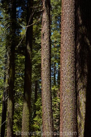 America;American;bark;CA;California;conifer;coniferous-tree;coniferous-trees;conifers;Crane-Flat;forest;forested;forests;giant-redwood;giant-sequoia;giant-sequoia-grove;giant-sequoia-groves;giant-sequoias;national-park;national-parks;redwoods;sequoia;sequoia-grove;sequoia-groves;Sequoiadendron;Sequoiadendron-giganteum;sequoias;Sierra-Nevada;Sierra-Nevada-foothills;Sierra-redwood;Sierran-redwood;States;timber;tree;tree-trunk;tree-trunks;trees;truck;trunks;Tuolumne-Grove;Tuolumne-Sequoia-Grove;U.S.A;UN-world-heritage-area;UN-world-heritage-site;UNESCO-World-Heritage-area;UNESCO-World-Heritage-Site;united-nations-world-heritage-area;united-nations-world-heritage-site;United-States;United-States-of-America;USA;Wellingtonia;West-Coast;West-United-States;West-US;West-USA;Western-United-States;Western-US;Western-USA;wood;woods;world-heritage;world-heritage-area;world-heritage-areas;World-Heritage-Park;World-Heritage-site;World-Heritage-Sites;Yosemite;Yosemite-N.P.;Yosemite-Nat-Pk;Yosemite-National-Park;Yosemite-NP