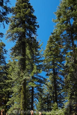 America;American;CA;California;conifer;coniferous-tree;coniferous-trees;conifers;Crane-Flat;forest;forested;forests;giant-redwood;giant-sequoia;giant-sequoia-grove;giant-sequoia-groves;giant-sequoias;national-park;national-parks;redwoods;sequoia;sequoia-grove;sequoia-groves;Sequoiadendron;Sequoiadendron-giganteum;sequoias;Sierra-Nevada;Sierra-Nevada-foothills;Sierra-redwood;Sierran-redwood;sky;States;timber;tree;tree-trunk;tree-trunks;trees;truck;trunks;Tuolumne-Grove;U.S.A;UN-world-heritage-area;UN-world-heritage-site;UNESCO-World-Heritage-area;UNESCO-World-Heritage-Site;united-nations-world-heritage-area;united-nations-world-heritage-site;United-States;United-States-of-America;USA;Wellingtonia;West-Coast;West-United-States;West-US;West-USA;Western-United-States;Western-US;Western-USA;wood;woods;world-heritage;world-heritage-area;world-heritage-areas;World-Heritage-Park;World-Heritage-site;World-Heritage-Sites;Yosemite;Yosemite-N.P.;Yosemite-Nat-Pk;Yosemite-National-Park;Yosemite-NP