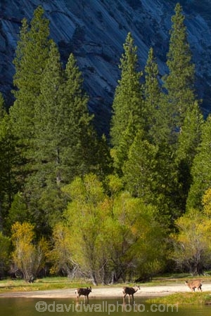 America;American;brook;brooks;CA;California;creek;creeks;deer;doe;does;female;female-deer;females;forest;forested;forests;mammal;Mirror-Lake;Mirror-Lake-Look-Trail;Mirror-Lake-Loop-Trail;Mirror-Lake-Trail;Mule-deer;national-park;national-parks;Odocoileus-hemionus;Sierra-Nevada;Sierra-Nevada-foothills;States;stream;streams;Tenaya-Canyon;Tenaya-Creek;Tenaya-River;Tenaya-Stream;tree;trees;U.S.A;UN-world-heritage-area;UN-world-heritage-site;UNESCO-World-Heritage-area;UNESCO-World-Heritage-Site;united-nations-world-heritage-area;united-nations-world-heritage-site;United-States;United-States-of-America;USA;water;West-Coast;West-United-States;West-US;West-USA;Western-United-States;Western-US;Western-USA;wildlife;world-heritage;world-heritage-area;world-heritage-areas;World-Heritage-Park;World-Heritage-site;World-Heritage-Sites;Yosemite;Yosemite-N.P.;Yosemite-Nat-Pk;Yosemite-National-Park;Yosemite-NP;Yosemite-Valley