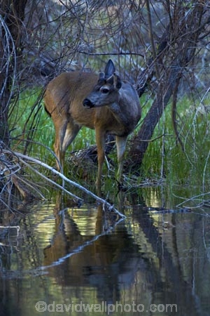 America;American;brook;brooks;CA;California;calm;creek;creeks;deer;doe;does;female;female-deer;females;mammal;Mirror-Lake;Mirror-Lake-Look-Trail;Mirror-Lake-Loop-Trail;Mirror-Lake-Trail;Mule-deer;national-park;national-parks;Odocoileus-hemionus;placid;quiet;reflected;reflection;reflections;serene;Sierra-Nevada;Sierra-Nevada-foothills;smooth;States;still;stream;streams;Tenaya-Canyon;Tenaya-Creek;Tenaya-River;Tenaya-Stream;tranquil;U.S.A;UN-world-heritage-area;UN-world-heritage-site;UNESCO-World-Heritage-area;UNESCO-World-Heritage-Site;united-nations-world-heritage-area;united-nations-world-heritage-site;United-States;United-States-of-America;USA;water;West-Coast;West-United-States;West-US;West-USA;Western-United-States;Western-US;Western-USA;wildlife;world-heritage;world-heritage-area;world-heritage-areas;World-Heritage-Park;World-Heritage-site;World-Heritage-Sites;Yosemite;Yosemite-N.P.;Yosemite-Nat-Pk;Yosemite-National-Park;Yosemite-NP;Yosemite-Valley