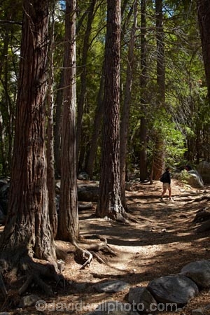 America;American;CA;California;female;females;forest;forested;forests;hiker;hikers;hiking-path;hiking-paths;hiking-trail;hiking-trails;John-Muir-Trail;national-park;national-parks;path;paths;pathway;pathways;people;person;route;routes;shade;shady;Sierra-Nevada;Sierra-Nevada-foothills;States;The-Mist-Trail;tourism;tourist;tourists;track;tracks;trail;trails;tramping-trail;tramping-trails;tree;trees;U.S.A;UN-world-heritage-area;UN-world-heritage-site;UNESCO-World-Heritage-area;UNESCO-World-Heritage-Site;united-nations-world-heritage-area;united-nations-world-heritage-site;United-States;United-States-of-America;USA;visitor;visitors;walker;walkers;walking-path;walking-paths;walking-trail;walking-trails;walkway;walkways;West-Coast;West-United-States;West-US;West-USA;Western-United-States;Western-US;Western-USA;woman;women;world-heritage;world-heritage-area;world-heritage-areas;World-Heritage-Park;World-Heritage-site;World-Heritage-Sites;Yosemite;Yosemite-N.P.;Yosemite-Nat-Pk;Yosemite-National-Park;Yosemite-NP