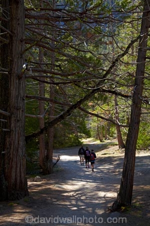 America;American;CA;California;families;family;forest;forested;forests;hiker;hikers;hiking-path;hiking-paths;hiking-trail;hiking-trails;John-Muir-Trail;national-park;national-parks;path;paths;pathway;pathways;people;person;route;routes;shade;shady;Sierra-Nevada;Sierra-Nevada-foothills;States;The-Mist-Trail;tourism;tourist;tourists;track;tracks;trail;trails;tramping-trail;tramping-trails;tree;trees;U.S.A;UN-world-heritage-area;UN-world-heritage-site;UNESCO-World-Heritage-area;UNESCO-World-Heritage-Site;united-nations-world-heritage-area;united-nations-world-heritage-site;United-States;United-States-of-America;USA;visitor;visitors;walker;walkers;walking-path;walking-paths;walking-trail;walking-trails;walkway;walkways;West-Coast;West-United-States;West-US;West-USA;Western-United-States;Western-US;Western-USA;world-heritage;world-heritage-area;world-heritage-areas;World-Heritage-Park;World-Heritage-site;World-Heritage-Sites;Yosemite;Yosemite-N.P.;Yosemite-Nat-Pk;Yosemite-National-Park;Yosemite-NP
