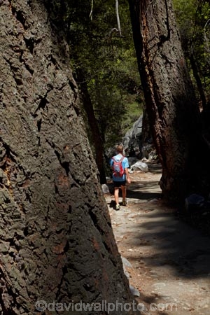 America;American;boy;boys;CA;California;child;children;forest;forested;forests;hiker;hikers;hiking-path;hiking-paths;hiking-trail;hiking-trails;John-Muir-Trail;national-park;national-parks;path;paths;pathway;pathways;people;person;route;routes;shade;shady;Sierra-Nevada;Sierra-Nevada-foothills;States;The-Mist-Trail;tourism;tourist;tourists;track;tracks;trail;trails;tramping-trail;tramping-trails;tree;trees;U.S.A;UN-world-heritage-area;UN-world-heritage-site;UNESCO-World-Heritage-area;UNESCO-World-Heritage-Site;united-nations-world-heritage-area;united-nations-world-heritage-site;United-States;United-States-of-America;USA;visitor;visitors;walker;walkers;walking-path;walking-paths;walking-trail;walking-trails;walkway;walkways;West-Coast;West-United-States;West-US;West-USA;Western-United-States;Western-US;Western-USA;world-heritage;world-heritage-area;world-heritage-areas;World-Heritage-Park;World-Heritage-site;World-Heritage-Sites;Yosemite;Yosemite-N.P.;Yosemite-Nat-Pk;Yosemite-National-Park;Yosemite-NP