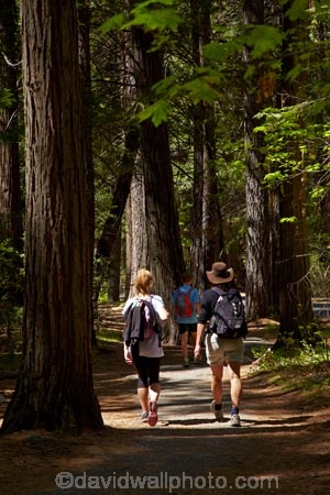 America;American;CA;California;Camp-Curry;families;family;forest;forested;forests;hiker;hikers;hiking-path;hiking-paths;hiking-trail;hiking-trails;national-park;national-parks;path;paths;pathway;pathways;people;person;route;routes;Sierra-Nevada;Sierra-Nevada-foothills;States;tourism;tourist;tourists;track;tracks;trail;trails;tramping-trail;tramping-trails;tree;trees;U.S.A;UN-world-heritage-area;UN-world-heritage-site;UNESCO-World-Heritage-area;UNESCO-World-Heritage-Site;united-nations-world-heritage-area;united-nations-world-heritage-site;United-States;United-States-of-America;Upper-Pines-Campground;USA;visitor;visitors;walker;walkers;walking-path;walking-paths;walking-trail;walking-trails;walkway;walkways;West-Coast;West-United-States;West-US;West-USA;Western-United-States;Western-US;Western-USA;world-heritage;world-heritage-area;world-heritage-areas;World-Heritage-Park;World-Heritage-site;World-Heritage-Sites;Yosemite;Yosemite-N.P.;Yosemite-Nat-Pk;Yosemite-National-Park;Yosemite-NP;Yosemite-Valley