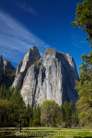 America;American;bluff;bluffs;CA;California;Cathedral-Rocks;cliff;cliffs;deer;doe;does;female;female-deer;females;field;fields;forest;forested;forests;grass;Higher-Cathedral-Rock;mammal;meadow;meadows;Middle-Cathedral-Rock;mountain;mountainous;mountains;Mule-deer;national-park;national-parks;Odocoileus-hemionus;paddock;paddocks;pasture;pastures;Sierra-Nevada;Sierra-Nevada-foothills;States;tree;trees;U.S.A;UN-world-heritage-area;UN-world-heritage-site;UNESCO-World-Heritage-area;UNESCO-World-Heritage-Site;united-nations-world-heritage-area;united-nations-world-heritage-site;United-States;United-States-of-America;USA;valley;valleys;West-Coast;West-United-States;West-US;West-USA;Western-United-States;Western-US;Western-USA;wildlife;world-heritage;world-heritage-area;world-heritage-areas;World-Heritage-Park;World-Heritage-site;World-Heritage-Sites;Yosemite;Yosemite-N.P.;Yosemite-Nat-Pk;Yosemite-National-Park;Yosemite-NP;Yosemite-Valley