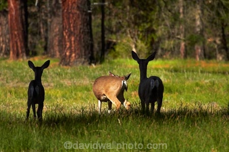 America;American;CA;California;deer;doe;does;female;female-deer;females;field;fields;forest;forested;forests;grass;mammal;meadow;meadows;Mule-deer;national-park;national-parks;Odocoileus-hemionus;paddock;paddocks;pasture;pastures;Sierra-Nevada;Sierra-Nevada-foothills;States;tree;trees;U.S.A;UN-world-heritage-area;UN-world-heritage-site;UNESCO-World-Heritage-area;UNESCO-World-Heritage-Site;united-nations-world-heritage-area;united-nations-world-heritage-site;United-States;United-States-of-America;USA;West-Coast;West-United-States;West-US;West-USA;Western-United-States;Western-US;Western-USA;wildlife;world-heritage;world-heritage-area;world-heritage-areas;World-Heritage-Park;World-Heritage-site;World-Heritage-Sites;Yosemite;Yosemite-N.P.;Yosemite-Nat-Pk;Yosemite-National-Park;Yosemite-NP;Yosemite-Valley