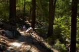America;American;boy;boys;CA;California;child;children;forest;forested;forests;hiker;hikers;hiking-path;hiking-paths;hiking-trail;hiking-trails;John-Muir-Trail;national-park;national-parks;path;paths;pathway;pathways;people;person;route;routes;shade;shady;Sierra-Nevada;Sierra-Nevada-foothills;States;The-Mist-Trail;tourism;tourist;tourists;track;tracks;trail;trails;tramping-trail;tramping-trails;tree;trees;U.S.A;UN-world-heritage-area;UN-world-heritage-site;UNESCO-World-Heritage-area;UNESCO-World-Heritage-Site;united-nations-world-heritage-area;united-nations-world-heritage-site;United-States;United-States-of-America;USA;visitor;visitors;walker;walkers;walking-path;walking-paths;walking-trail;walking-trails;walkway;walkways;West-Coast;West-United-States;West-US;West-USA;Western-United-States;Western-US;Western-USA;world-heritage;world-heritage-area;world-heritage-areas;World-Heritage-Park;World-Heritage-site;World-Heritage-Sites;Yosemite;Yosemite-N.P.;Yosemite-Nat-Pk;Yosemite-National-Park;Yosemite-NP