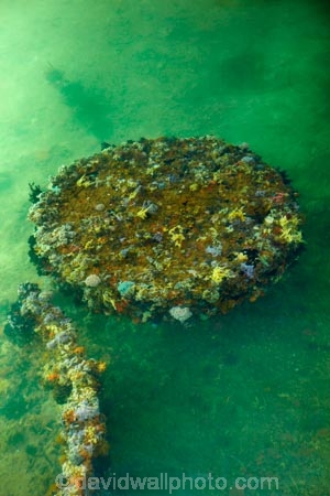 America;American;battleship;battleships;coral;Hawaii;Hawaiian-Islands;HI;Honolulu;Island-of-Oahu;Oahu;Oahu;Oahu-Island;Pacific;Pacific-National-Monument;Pearl-Harbour;State-of-Hawaii;States;U.S.A;United-States;United-States-of-America;USA;USS-Arizona-Memorial;World-War-II-Valor-in-the-Pacific-National-Monument;wreck;wreckage;wrecks;WWII