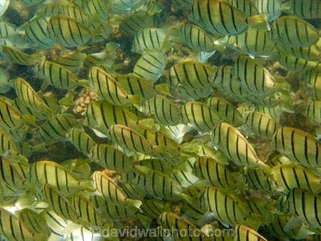 Acanthuridae;Acanthurus-triostegus;America;American;Convict-Tang;Convict-Tangs;coral-reef;coral-reefs;corals;dive-site;dive-sites;diving;ecosystem;environment;fish;fishes;Hanauma;Hanauma-Bay;Hanauma-Bay-Nature-Preserve;Hanauma-Bay-Nature-Reserve;Hanauma-Bay-State-Park;Hanauma-Crater;Hawaii;Hawaiian-Islands;HI;Island-of-Oahu;manini;marine;marine-environment;marine-life;marinelife;Oahu;Oahu;Oahu-Island;Ocean;oceanlife;Oceans;order-Perciformes;Pacific;reef;reefs;school;school-of-fish;schooling;schools;sea;sealife;seas;shaoling;shoal;shoal-of-fish;shoals;snorkeling;snorkelling;State-of-Hawaii;States;surgeonfish;tropical-island;tropical-islands;tropical-reef;tropical-reefs;U.S.A;under-water;under_water;undersea;underwater;underwater-photo;underwater-photography;underwater-photos;United-States;United-States-of-America;USA