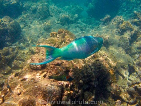 America;American;coral-reef;coral-reefs;corals;dive-site;dive-sites;diving;ecosystem;environment;fish;fishes;Hanauma;Hanauma-Bay;Hanauma-Bay-Nature-Preserve;Hanauma-Bay-Nature-Reserve;Hanauma-Bay-State-Park;Hanauma-Crater;Hawaii;Hawaiian-Islands;HI;Island-of-Oahu;marine;marine-environment;marine-life;marinelife;Oahu;Oahu;Oahu-Island;Ocean;oceanlife;Oceans;Pacific;Parrotfish;Parrotfishes;Redlip-Parrotfish;Redlip-Parrotfishes;reef;reefs;Scarus-rubroviolaceus;sea;sealife;seas;snorkeling;snorkelling;State-of-Hawaii;States;tropical-island;tropical-islands;tropical-reef;tropical-reefs;U.S.A;under-water;under_water;undersea;underwater;underwater-photo;underwater-photography;underwater-photos;United-States;United-States-of-America;USA