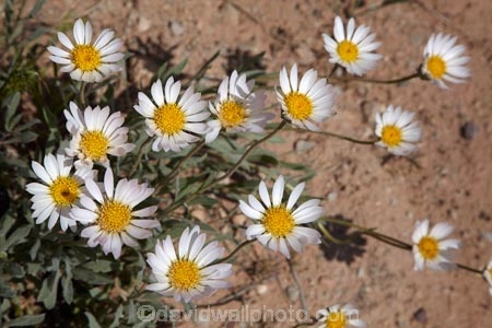 America;American-Southwest;Arches-N.P.;Arches-National-Park;Arches-NP;Baby-White;Chaetopappa-ericoides;desert-flower;desert-flowers;desert-wildflower;desert-wildflowers;flower;flowers;heath_leaved-chaetopappa;Moab;national-park;national-parks;rose-heath;Rose_heath;South-west-United-States;South-west-US;South-west-USA;South-western-United-States;South-western-US;South-western-USA;Southwest-United-States;Southwest-US;Southwest-USA;Southwestern-United-States;Southwestern-US;Southwestern-USA;States;the-Southwest;U.S.A;United-States;United-States-of-America;US-National-Park;US-National-Parks;USA;UT;Utah;wildflower;wildflowers