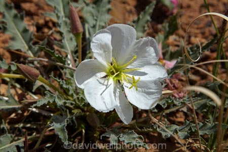 America;American-Southwest;Arches-N.P.;Arches-National-Park;Arches-NP;desert-flower;desert-flowers;desert-wildflower;desert-wildflowers;Dwarf-evening-primrose;flower;flowers;Moab;national-park;national-parks;Oenothera-caespitosa;South-west-United-States;South-west-US;South-west-USA;South-western-United-States;South-western-US;South-western-USA;Southwest-United-States;Southwest-US;Southwest-USA;Southwestern-United-States;Southwestern-US;Southwestern-USA;States;the-Southwest;U.S.A;United-States;United-States-of-America;US-National-Park;US-National-Parks;USA;UT;Utah;wildflower;wildflowers