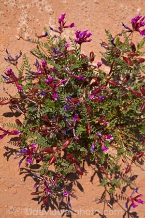 America;American-Southwest;desert-flower;desert-flowers;desert-wildflower;desert-wildflowers;Emery-County;flower;flowers;Goblin-State-Park;Goblin-Valley;Goblin-Valley-State-Park;locoweed;milkvetch;plant;plants;San-Rafael-Desert;South-west-United-States;South-west-US;South-west-USA;South-western-United-States;South-western-US;South-western-USA;Southwest-United-States;Southwest-US;Southwest-USA;Southwestern-United-States;Southwestern-US;Southwestern-USA;state-park;state-parks;States;Straggling-milkvetch;the-Southwest;U.S.A;United-States;United-States-of-America;USA;Ut;Utah;Valley-of-the-Goblins;wild-flower;wild-flowers;wilderness;wilderness-area;wilderness-areas;wildflower;wildflowers