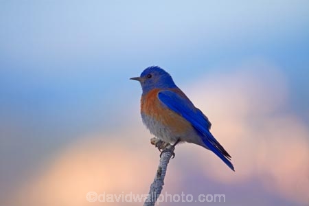 America;American-Southwest;Animal;animals;avian;bird;bird-spotting;bird-watching;bird_watching;birds;bluebird;bluebirds;Bryce-Canyon;Bryce-Canyon-N.P.;Bryce-Canyon-National-Park;Bryce-Canyon-NP;eco-tourism;eco_tourism;ecotourism;Fauna;national-park;national-parks;Natural;Nature;Ornithology;Paunsaugunt-Plateau;Sialia-mexicana;South-west-United-States;South-west-US;South-west-USA;South-western-United-States;South-western-US;South-western-USA;Southwest-United-States;Southwest-US;Southwest-USA;Southwestern-United-States;Southwestern-US;Southwestern-USA;States;the-Southwest;thrush;thrushes;U.S.A;United-States;United-States-of-America;USA;UT;Utah;western-bluebird;western-bluebirds;wild;wildlife
