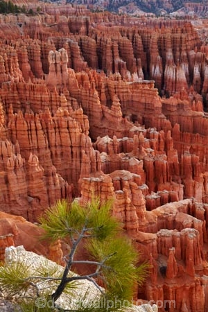 America;American-Southwest;badland;badlands;Bryce-Amphitheater;Bryce-Amphitheatre;Bryce-Canyon;Bryce-Canyon-N.P.;Bryce-Canyon-National-Park;Bryce-Canyon-NP;clay;column;columns;earth-pyramid;earth-pyramids;eroded;erosion;fairy-chimney;fairy-chimneys;formation;formations;geological;geology;hoodoo;hoodoos;Inspiration-Point;layer;layers;lookout;lookouts;national-park;national-parks;natural-geological-formation;natural-geological-formations;natural-tower;natural-towers;North-America;overlook;Paunsaugunt-Plateau;pillar;pillars;pinnacle;pinnacles;rock;rock-chimney;rock-chimneys;rock-column;rock-columns;rock-formation;rock-formations;rock-pillar;rock-pillars;rock-pinnacle;rock-pinnacles;rock-spire;rock-spires;rock-tower;rock-towers;rocks;Sandstone;South-west-United-States;South-west-US;South-west-USA;South-western-United-States;South-western-US;South-western-USA;Southwest-United-States;Southwest-US;Southwest-USA;Southwestern-United-States;Southwestern-US;Southwestern-USA;States;stone;tent-rock;tent-rocks;the-Southwest;U.S.A;United-States;United-States-of-America;unusual-natural-feature;unusual-natural-features;unusual-natural-formation;unusual-natural-formations;USA;UT;Utah;view;viewpoint;viewpoints;views;weathered;weathering;wilderness;wilderness-area;wilderness-areas