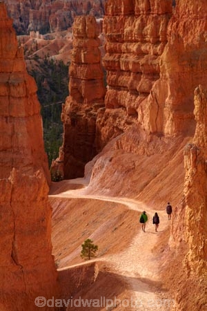 America;American-Southwest;badland;badlands;Bryce-Amphitheater;Bryce-Amphitheatre;Bryce-Canyon;Bryce-Canyon-N.P.;Bryce-Canyon-National-Park;Bryce-Canyon-NP;clay;column;columns;earth-pyramid;earth-pyramids;eroded;erosion;fairy-chimney;fairy-chimneys;formation;formations;geological;geology;hiker;hikers;hiking-path;hiking-paths;hiking-track;hiking-tracks;hiking-trail;hiking-trails;hoodoo;hoodoos;layer;layers;national-park;national-parks;natural-geological-formation;natural-geological-formations;natural-tower;natural-towers;Navajo-Loop;Navajo-Loop-path;Navajo-Loop-track;Navajo-Loop-trail;Navajo-Loop-walk;Navajo-path;Navajo-track;Navajo-trail;Navajo-walk;North-America;path;paths;pathway;pathways;Paunsaugunt-Plateau;people;person;pillar;pillars;pinnacle;pinnacles;rock;rock-chimney;rock-chimneys;rock-column;rock-columns;rock-formation;rock-formations;rock-pillar;rock-pillars;rock-pinnacle;rock-pinnacles;rock-spire;rock-spires;rock-tower;rock-towers;rocks;route;routes;Sandstone;South-west-United-States;South-west-US;South-west-USA;South-western-United-States;South-western-US;South-western-USA;Southwest-United-States;Southwest-US;Southwest-USA;Southwestern-United-States;Southwestern-US;Southwestern-USA;States;stone;tent-rock;tent-rocks;the-Southwest;tourism;tourist;tourists;track;tracks;trail;trails;tramping-track;tramping-tracks;tramping-trail;tramping-trails;U.S.A;United-States;United-States-of-America;unusual-natural-feature;unusual-natural-features;unusual-natural-formation;unusual-natural-formations;USA;UT;Utah;walker;walkers;walking-path;walking-paths;walking-track;walking-tracks;walking-trail;walking-trails;walkway;walkways;weathered;weathering;wilderness;wilderness-area;wilderness-areas