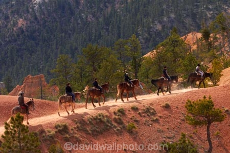 America;American-Southwest;Bryce-Amphitheater;Bryce-Amphitheatre;Bryce-Canyon;Bryce-Canyon-N.P.;Bryce-Canyon-National-Park;Bryce-Canyon-NP;Bryce-Canyon-Rides;Bryce-National-Park-Horseback-Tours;Canyon-Trail-Rides;cowboy;cowboys;equestrian;hiking-path;hiking-paths;hiking-track;hiking-tracks;hiking-trail;hiking-trails;horse;horse-rider;horse-riders;horse-riding;horse-tour;horse-tours;horse-trail;horse-trails;horse-trek;horse-trekker;horse-trekkers;horse-trekking;horse-treks;horseback-tours;horses;national-park;national-parks;path;paths;pathway;pathways;Paunsaugunt-Plateau;people;person;Queens-Garden-Path;Queens-Garden-Trackl;Queens-Garden-Trail;Queens-Garden-walk;Queens-Garden-Path;Queens-Garden-Track;Queens-Garden-Trail;Queens-Garden-walk;route;routes;South-west-United-States;South-west-US;South-west-USA;South-western-United-States;South-western-US;South-western-USA;Southwest-United-States;Southwest-US;Southwest-USA;Southwestern-United-States;Southwestern-US;Southwestern-USA;States;the-Southwest;track;tracks;trail;trails;tramping-track;tramping-tracks;tramping-trail;tramping-trails;U.S.A;United-States;United-States-of-America;USA;UT;Utah;walking-path;walking-paths;walking-track;walking-tracks;walking-trail;walking-trails;walkway;walkways