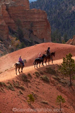 America;American-Southwest;Bryce-Amphitheater;Bryce-Amphitheatre;Bryce-Canyon;Bryce-Canyon-N.P.;Bryce-Canyon-National-Park;Bryce-Canyon-NP;Bryce-Canyon-Rides;Bryce-National-Park-Horseback-Tours;Canyon-Trail-Rides;cowboy;cowboys;equestrian;hiking-path;hiking-paths;hiking-track;hiking-tracks;hiking-trail;hiking-trails;horse;horse-rider;horse-riders;horse-riding;horse-tour;horse-tours;horse-trail;horse-trails;horse-trek;horse-trekker;horse-trekkers;horse-trekking;horse-treks;horseback-tours;horses;national-park;national-parks;path;paths;pathway;pathways;Paunsaugunt-Plateau;people;person;Queens-Garden-Path;Queens-Garden-Trackl;Queens-Garden-Trail;Queens-Garden-walk;Queens-Garden-Path;Queens-Garden-Track;Queens-Garden-Trail;Queens-Garden-walk;route;routes;South-west-United-States;South-west-US;South-west-USA;South-western-United-States;South-western-US;South-western-USA;Southwest-United-States;Southwest-US;Southwest-USA;Southwestern-United-States;Southwestern-US;Southwestern-USA;States;the-Southwest;track;tracks;trail;trails;tramping-track;tramping-tracks;tramping-trail;tramping-trails;U.S.A;United-States;United-States-of-America;USA;UT;Utah;walking-path;walking-paths;walking-track;walking-tracks;walking-trail;walking-trails;walkway;walkways
