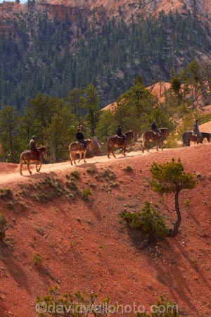 America;American-Southwest;Bryce-Amphitheater;Bryce-Amphitheatre;Bryce-Canyon;Bryce-Canyon-N.P.;Bryce-Canyon-National-Park;Bryce-Canyon-NP;Bryce-Canyon-Rides;Bryce-National-Park-Horseback-Tours;Canyon-Trail-Rides;cowboy;cowboys;equestrian;hiking-path;hiking-paths;hiking-track;hiking-tracks;hiking-trail;hiking-trails;horse;horse-rider;horse-riders;horse-riding;horse-tour;horse-tours;horse-trail;horse-trails;horse-trek;horse-trekker;horse-trekkers;horse-trekking;horse-treks;horseback-tours;horses;national-park;national-parks;path;paths;pathway;pathways;Paunsaugunt-Plateau;people;person;Queens-Garden-Path;Queens-Garden-Trackl;Queens-Garden-Trail;Queens-Garden-walk;Queens-Garden-Path;Queens-Garden-Track;Queens-Garden-Trail;Queens-Garden-walk;route;routes;South-west-United-States;South-west-US;South-west-USA;South-western-United-States;South-western-US;South-western-USA;Southwest-United-States;Southwest-US;Southwest-USA;Southwestern-United-States;Southwestern-US;Southwestern-USA;States;the-Southwest;track;tracks;trail;trails;tramping-track;tramping-tracks;tramping-trail;tramping-trails;U.S.A;United-States;United-States-of-America;USA;UT;Utah;walking-path;walking-paths;walking-track;walking-tracks;walking-trail;walking-trails;walkway;walkways