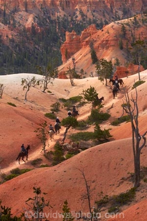 America;American-Southwest;badland;badlands;Bryce-Amphitheater;Bryce-Amphitheatre;Bryce-Canyon;Bryce-Canyon-N.P.;Bryce-Canyon-National-Park;Bryce-Canyon-NP;Bryce-Canyon-Rides;Bryce-National-Park-Horseback-Tours;Canyon-Trail-Rides;clay;cowboy;cowboys;equestrian;eroded;erosion;formation;formations;geology;hiking-path;hiking-paths;hiking-track;hiking-tracks;hiking-trail;hiking-trails;horse;horse-rider;horse-riders;horse-riding;horse-tour;horse-tours;horse-trail;horse-trails;horse-trek;horse-trekker;horse-trekkers;horse-trekking;horse-treks;horseback-tours;horses;layer;layers;national-park;national-parks;North-America;path;paths;pathway;pathways;Paunsaugunt-Plateau;people;person;Queens-Garden-Path;Queens-Garden-Trackl;Queens-Garden-Trail;Queens-Garden-walk;Queens-Garden-Path;Queens-Garden-Track;Queens-Garden-Trail;Queens-Garden-walk;route;routes;South-west-United-States;South-west-US;South-west-USA;South-western-United-States;South-western-US;South-western-USA;Southwest-United-States;Southwest-US;Southwest-USA;Southwestern-United-States;Southwestern-US;Southwestern-USA;States;the-Southwest;track;tracks;trail;trails;tramping-track;tramping-tracks;tramping-trail;tramping-trails;U.S.A;United-States;United-States-of-America;USA;UT;Utah;walking-path;walking-paths;walking-track;walking-tracks;walking-trail;walking-trails;walkway;walkways;weathered;weathering