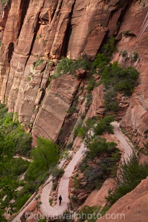 America;American-Southwest;Angels-Landing;Angels-Landing-track;Angels-Landing-trail;Angelâ€™s-Landing;Angelâ€™s-Landing-track;Angelâ€™s-Landing-trail;bluff;bluffs;cliff;cliffs;hairpin-bend;hairpin-bends;hairpin-corner;hairpin-corners;hiker;hikers;hiking-path;hiking-paths;hiking-track;hiking-tracks;hiking-trail;hiking-trails;national-park;national-parks;path;paths;pathway;pathways;people;person;route;routes;South-west-United-States;South-west-US;South-west-USA;South-western-United-States;South-western-US;South-western-USA;Southwest-United-States;Southwest-US;Southwest-USA;Southwestern-United-States;Southwestern-US;Southwestern-USA;States;steep;switchback;switchback-track;switchback-tracks;switchbacks;the-Southwest;tourism;tourist;tourists;track;tracks;trail;trails;tramping-track;tramping-tracks;tramping-trail;tramping-trails;U.S.A;United-States;United-States-of-America;USA;UT;Utah;walker;walkers;walking-path;walking-paths;walking-track;walking-tracks;walking-trail;walking-trails;walkway;walkways;West-Rim-Track;West-Rim-Trail;zig-zag;zig-zag-trail;zig-zag-trails;zig-zags;zig_zag-path;zig_zag-paths;zig_zags;Zigzag-track;zigzag-tracks;zigzags;Zion;Zion-Canyon;Zion-N.P.;Zion-National-Park;Zion-NP