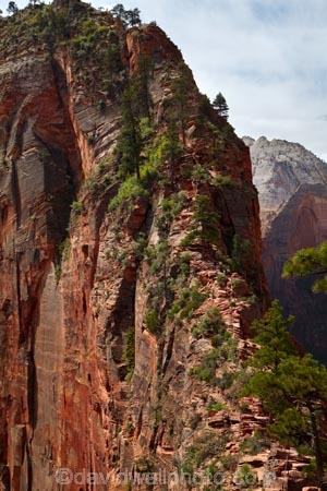 adventure;adventurous;America;American-Southwest;Angels-Landing;Angels-Landing-track;Angels-Landing-trail;Angelâ€™s-Landing;Angelâ€™s-Landing-track;Angelâ€™s-Landing-trail;bluff;bluffs;cliff;cliffs;danger;dangerous;dangerous-hike;dangerous-track;hiker;hikers;hiking-path;hiking-paths;hiking-track;hiking-tracks;hiking-trail;hiking-trails;lookout;lookouts;national-parks;overlook;path;paths;pathway;pathways;people;person;route;routes;Scout-Lookout;South-west-United-States;South-west-US;South-west-USA;South-western-United-States;South-western-US;South-western-USA;Southwest-United-States;Southwest-US;Southwest-USA;Southwestern-United-States;Southwestern-US;Southwestern-USA;States;the-Southwest;tourism;tourist;tourists;track;tracks;trail;trails;tramping-track;tramping-tracks;tramping-trail;tramping-trails;U.S.A;United-States;United-States-of-America;USA;UT;Utah;view;viewpoint;viewpoints;views;walker;walkers;walking-path;walking-paths;walking-track;walking-tracks;walking-trail;walking-trails;walkway;walkways;Zion;Zion-Canyon;Zion-N.P.;Zion-National-Park;Zion-NP