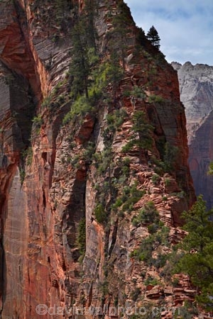 adventure;adventurous;America;American-Southwest;Angels-Landing;Angels-Landing-track;Angels-Landing-trail;Angel’s-Landing;Angel’s-Landing-track;Angel’s-Landing-trail;bluff;bluffs;cliff;cliffs;danger;dangerous;dangerous-hike;dangerous-track;hiker;hikers;hiking-path;hiking-paths;hiking-track;hiking-tracks;hiking-trail;hiking-trails;lookout;lookouts;national-parks;overlook;path;paths;pathway;pathways;people;person;route;routes;Scout-Lookout;South-west-United-States;South-west-US;South-west-USA;South-western-United-States;South-western-US;South-western-USA;Southwest-United-States;Southwest-US;Southwest-USA;Southwestern-United-States;Southwestern-US;Southwestern-USA;States;the-Southwest;tourism;tourist;tourists;track;tracks;trail;trails;tramping-track;tramping-tracks;tramping-trail;tramping-trails;U.S.A;United-States;United-States-of-America;USA;UT;Utah;view;viewpoint;viewpoints;views;walker;walkers;walking-path;walking-paths;walking-track;walking-tracks;walking-trail;walking-trails;walkway;walkways;Zion;Zion-Canyon;Zion-N.P.;Zion-National-Park;Zion-NP