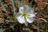 America;American-Southwest;Arches-N.P.;Arches-National-Park;Arches-NP;desert-flower;desert-flowers;desert-wildflower;desert-wildflowers;Dwarf-evening-primrose;flower;flowers;Moab;national-park;national-parks;Oenothera-caespitosa;South-west-United-States;South-west-US;South-west-USA;South-western-United-States;South-western-US;South-western-USA;Southwest-United-States;Southwest-US;Southwest-USA;Southwestern-United-States;Southwestern-US;Southwestern-USA;States;the-Southwest;U.S.A;United-States;United-States-of-America;US-National-Park;US-National-Parks;USA;UT;Utah;wildflower;wildflowers