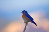 America;American-Southwest;Animal;animals;avian;bird;bird-spotting;bird-watching;bird_watching;birds;bluebird;bluebirds;Bryce-Canyon;Bryce-Canyon-N.P.;Bryce-Canyon-National-Park;Bryce-Canyon-NP;eco-tourism;eco_tourism;ecotourism;Fauna;national-park;national-parks;Natural;Nature;Ornithology;Paunsaugunt-Plateau;Sialia-mexicana;South-west-United-States;South-west-US;South-west-USA;South-western-United-States;South-western-US;South-western-USA;Southwest-United-States;Southwest-US;Southwest-USA;Southwestern-United-States;Southwestern-US;Southwestern-USA;States;the-Southwest;thrush;thrushes;U.S.A;United-States;United-States-of-America;USA;UT;Utah;western-bluebird;western-bluebirds;wild;wildlife