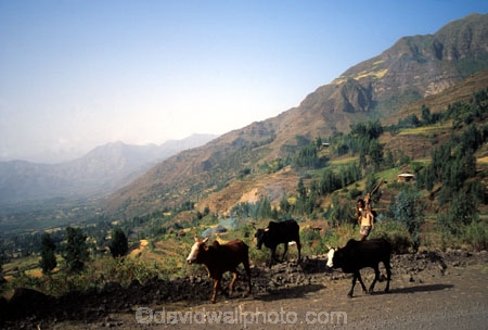 subsistance;subsistence;farming;primative;highlands;ethiopian;ploughs