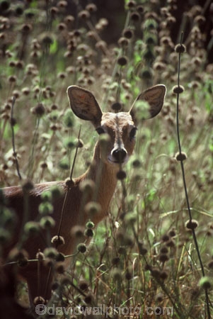 africa;african;antelope;antelopes;animal;animals;wild;wildlife;game-park;game-parks;safari;safaris;game-viewing;Aepyceros-melampus;grass;grassland;grasslands;mammal;mammals;nature;savanna;savannah;savana;savanah;Aepyceros-melampus