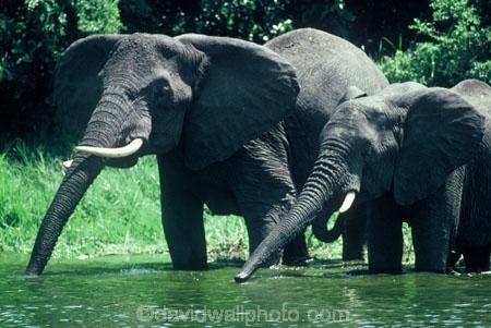 africa;african;animal;animals;elephant;east-africa;pachyderm;pachyderms;wildlife;wild;trunk;tusk;tusks;Loxodonta-africana;ivory;game-park;game-parks;safari;safaris;game-viewing;threatened;endangered;channel;channels;