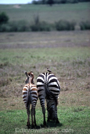 east-africa;africa;african;animal;animals;mammal;wild;wildlife;zoology;plain;plains;savannah;savanna;savanah;savana;grasslands;game-park;game-parks;stripes;black-and-white;stripe;striped;zebras;Equus-burchelli;safari;safaris;game-viewing