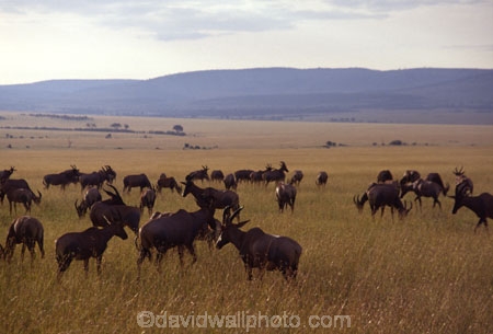 africa;african;antelope;antelopes;animal;animals;wild;wildlife;game-park;game-parks;safari;safaris;game-viewing;grass;grassland;grasslands;mammal;mammals;nature;savanna;savannah;savana;savanah;herd;herds;topis;rift-valley;Damaliscus-korrigum;tiang