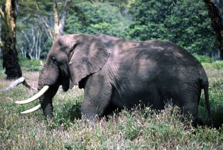 africa;african;animal;animals;elephants;east-africa;pachyderm;pachyderms;wildlife;wild;trunk;tusk;tusks;Loxodonta-africana;ivory;game-park;game-parks;safari;safaris;game-viewing;rift-valley;threatened;endangered