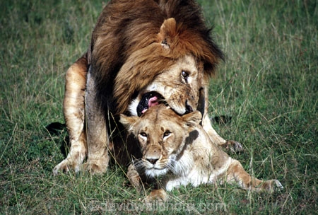 east-africa;africa;african;animal;animals;mammal;mammals;wild;wildlife;zoology;plain;plains;savannah;savanna;savanah;savana;grasslands;game-park;game-parks;cat;cats;feline;felines;predator;predators;carnivore;carnivores;lions;lion;Panthera-leo;pride-leader;dominant;safari;safaris;game-viewing;rift-valley;male;males;female;females;copulate;copulation;bite;bites;reproduce;reproduction;reproduces