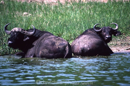 africa;african;animal;animals;east-africa;wildlife;wild;game-park;game-parks;safari;safaris;game-viewing;buffalos;bufalo;water-buffalo;horns;cape-buffalo;Syncerus-caffer